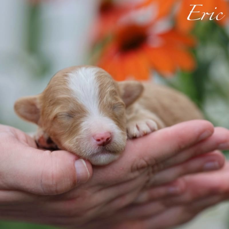 NEW litter! Mini Bernedoodle!  11