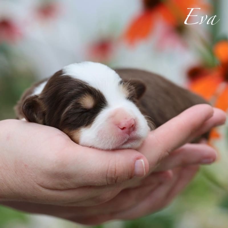 NEW litter! Mini Bernedoodle!  14