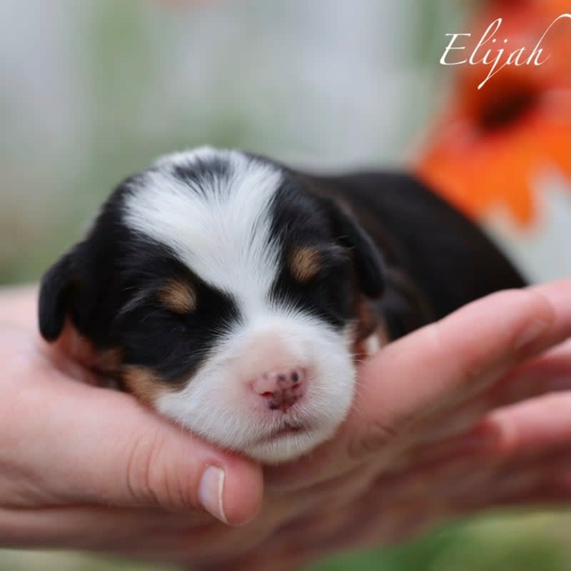 NEW litter! Mini Bernedoodle!  9