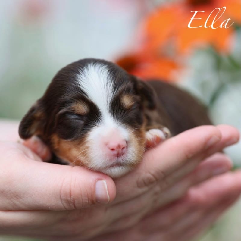NEW litter! Mini Bernedoodle!  12