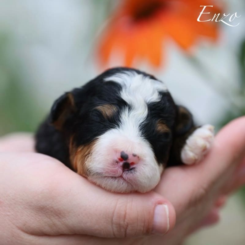 NEW litter! Mini Bernedoodle!  8