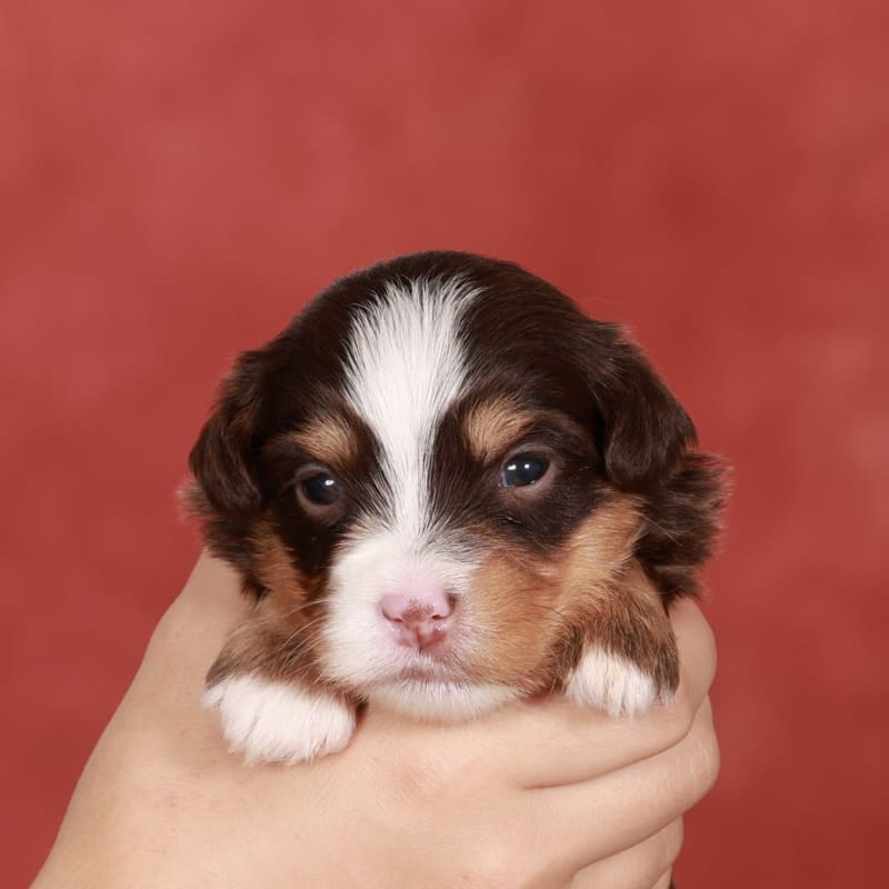 NEW litter! Mini Bernedoodle!  4