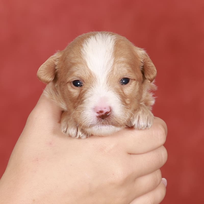 NEW litter! Mini Bernedoodle!  2