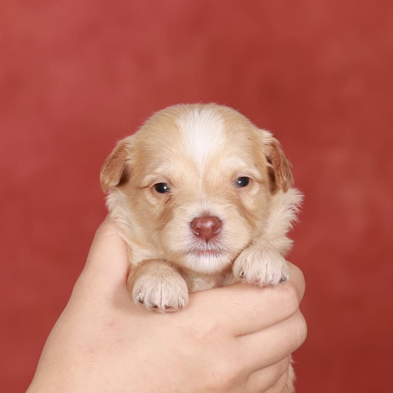 NEW litter! Mini Bernedoodle!  3