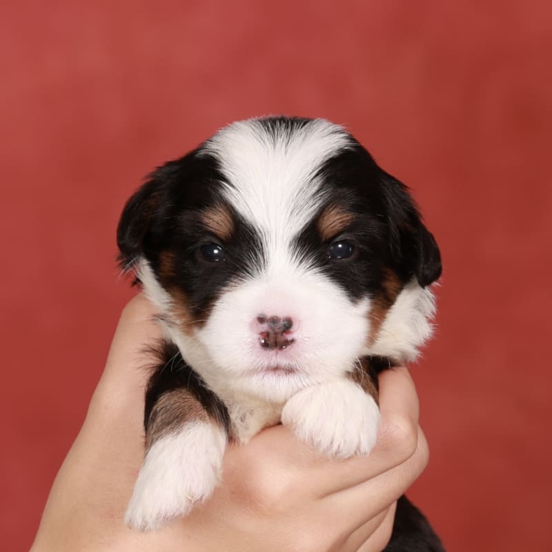 NEW litter! Mini Bernedoodle!  1