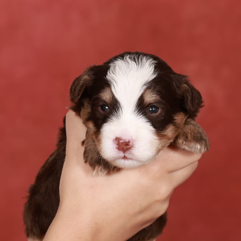 NEW litter! Mini Bernedoodle!  6