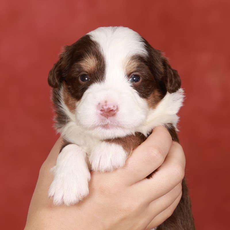 NEW litter! Mini Bernedoodle!  5