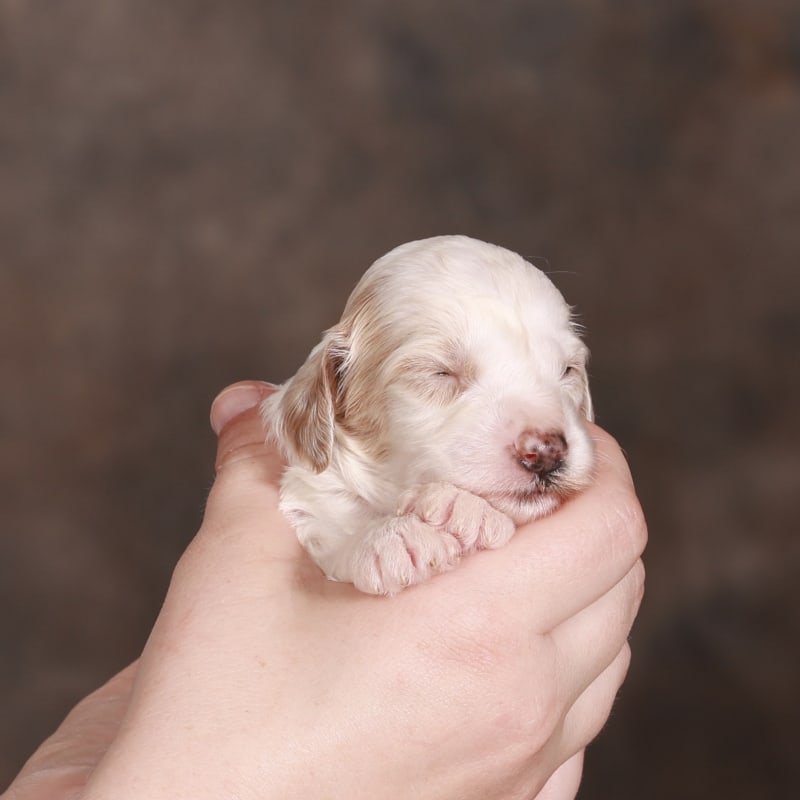 NEW litter! F2bb Mini Goldendoodles 4