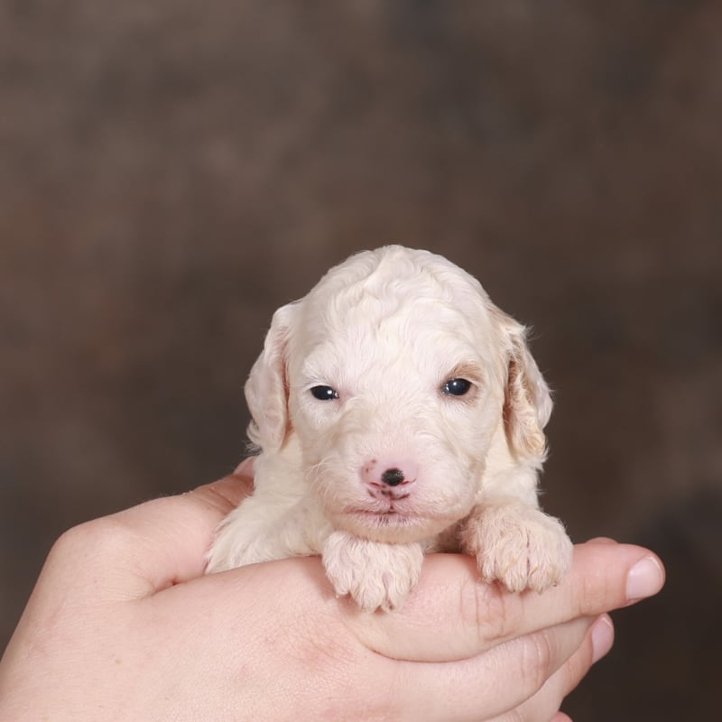 NEW litter! F2bb Mini Goldendoodles 6