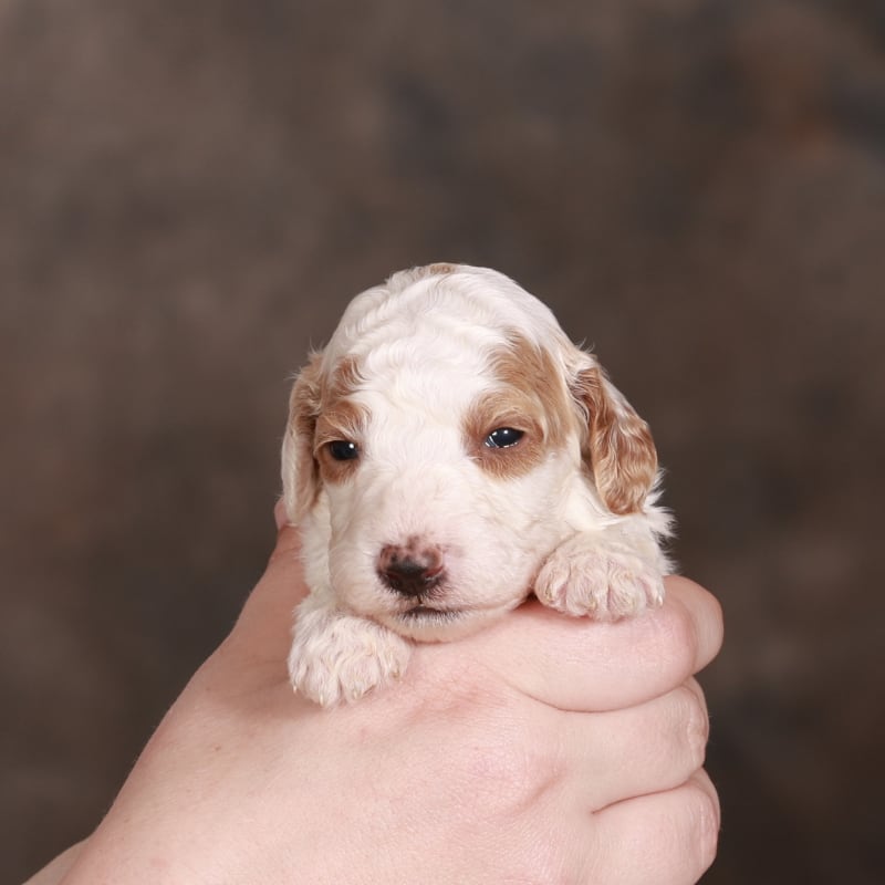 NEW litter! F2bb Mini Goldendoodles – view 2