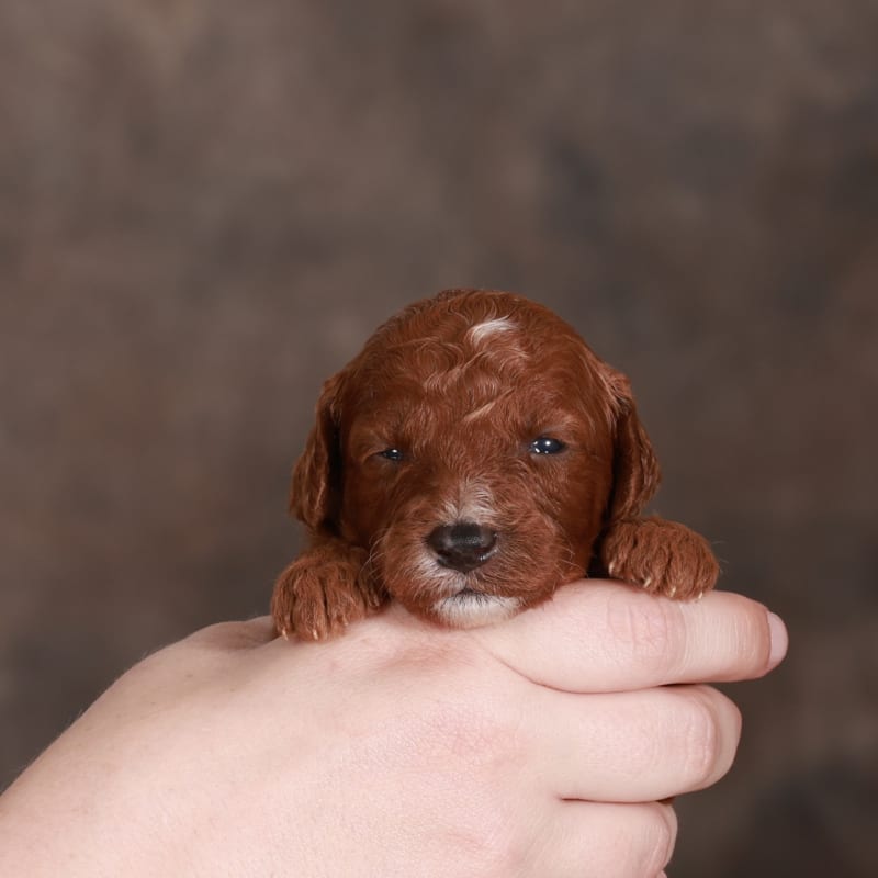 NEW litter! F2bb Mini Goldendoodles 3