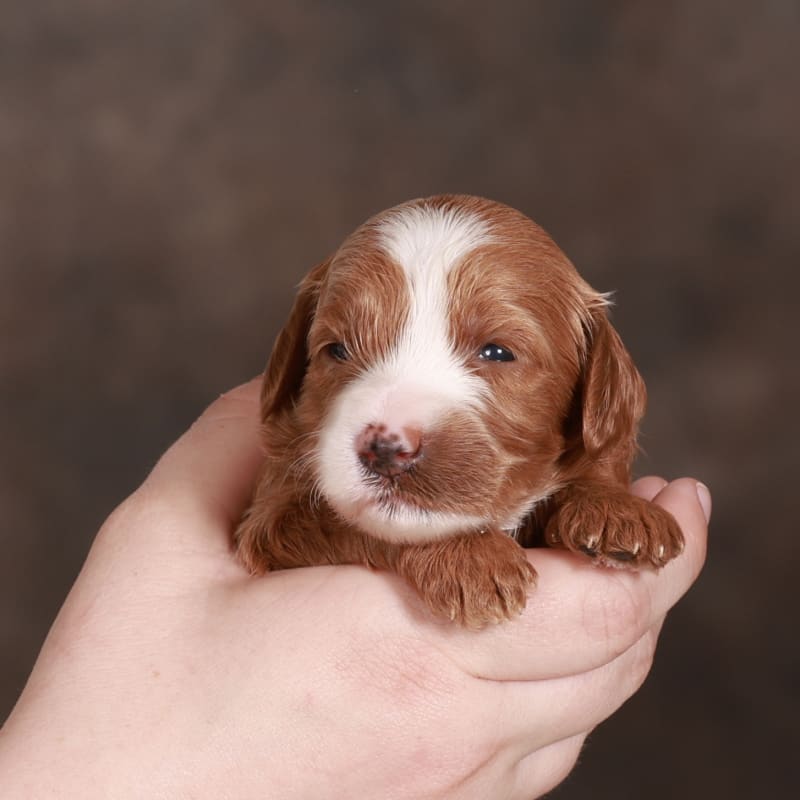 NEW litter! F2bb Mini Goldendoodles 5