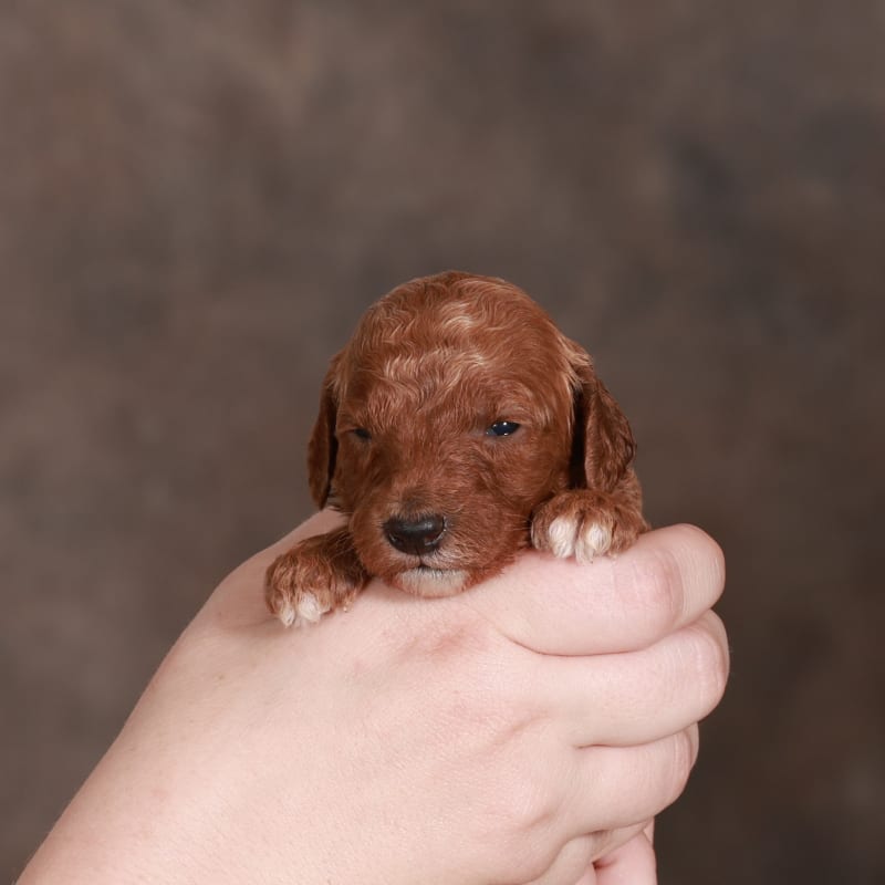 NEW litter! F2bb Mini Goldendoodles 7