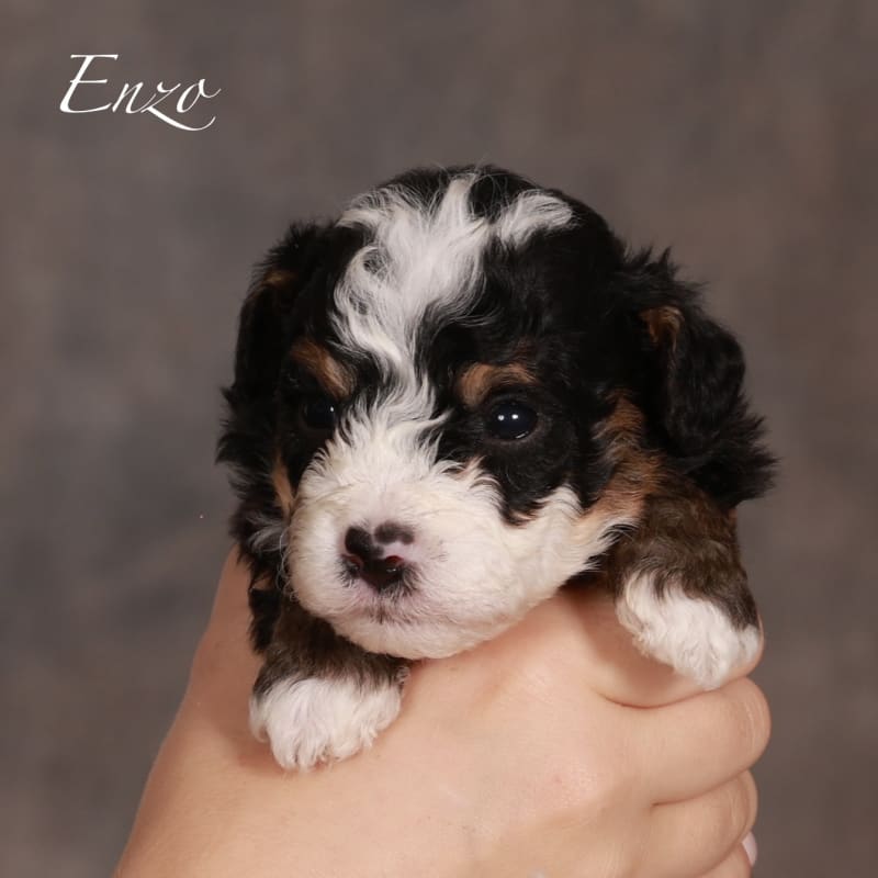 NEW litter! Mini Bernedoodle!