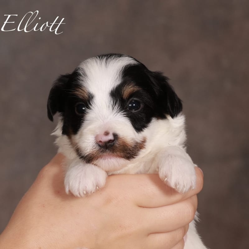 NEW litter! Mini Bernedoodle! 3