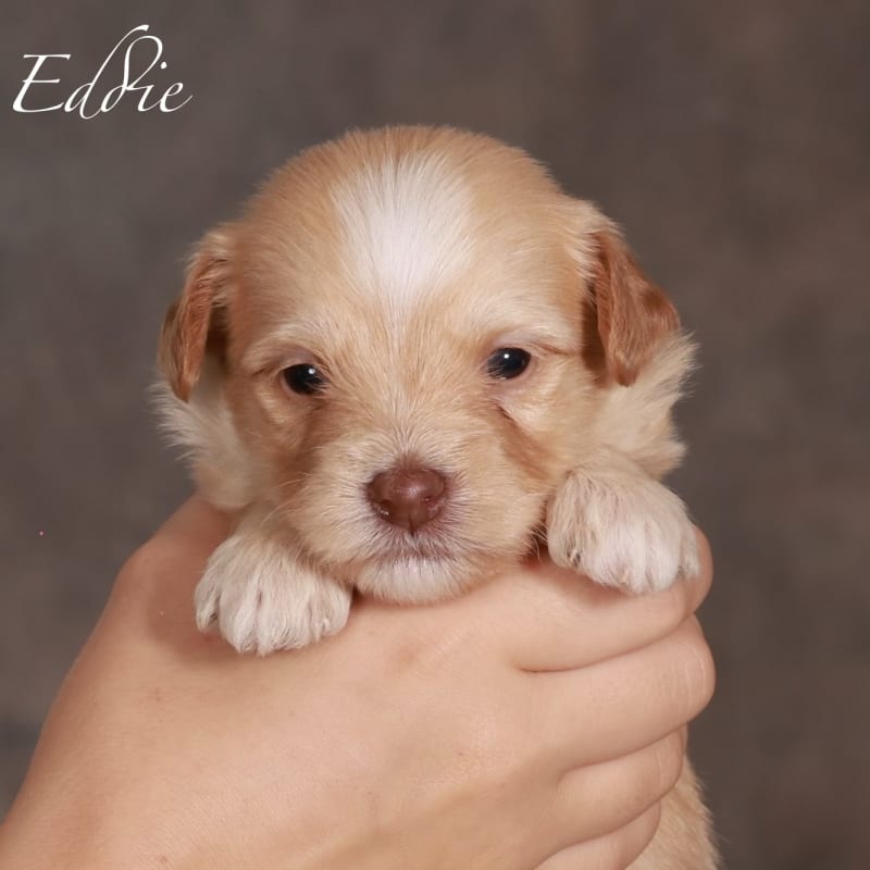 NEW litter! Mini Bernedoodle! 6