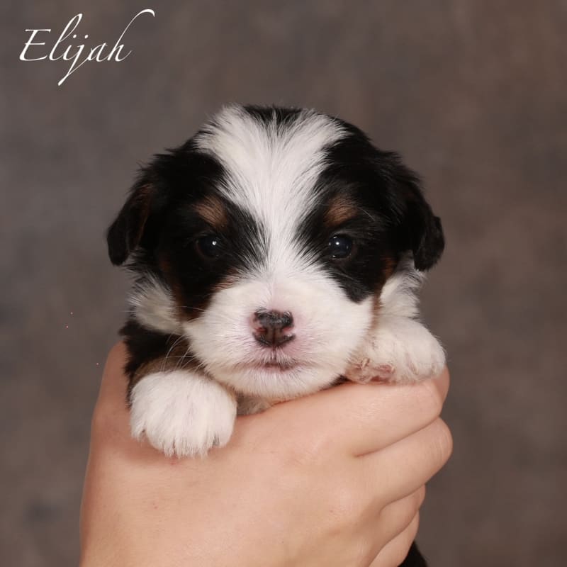 NEW litter! Mini Bernedoodle! – view 2