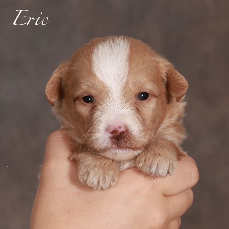 NEW litter! Mini Bernedoodle! 5