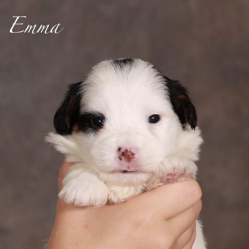 NEW litter! Mini Bernedoodle! 4