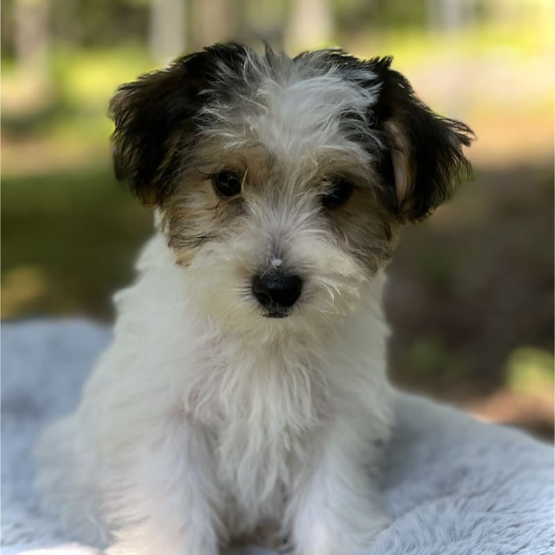 Oliver