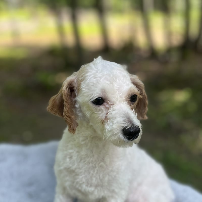 Lacey