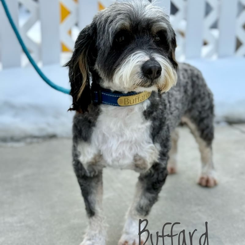 Buffard