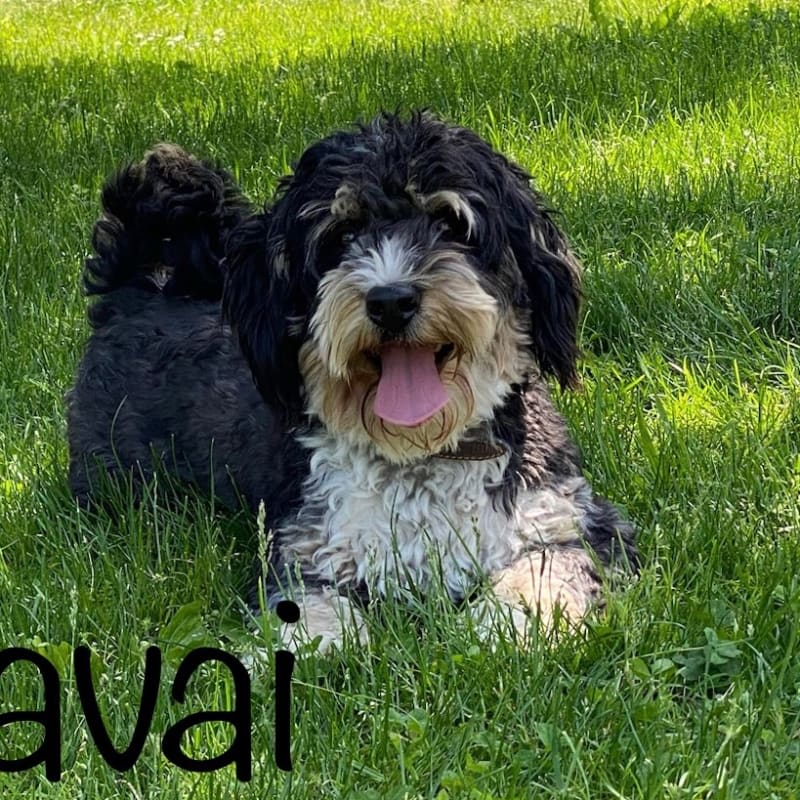 Kavai
