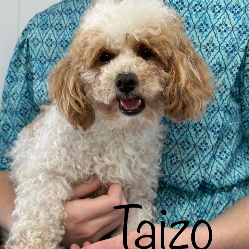 Taizo