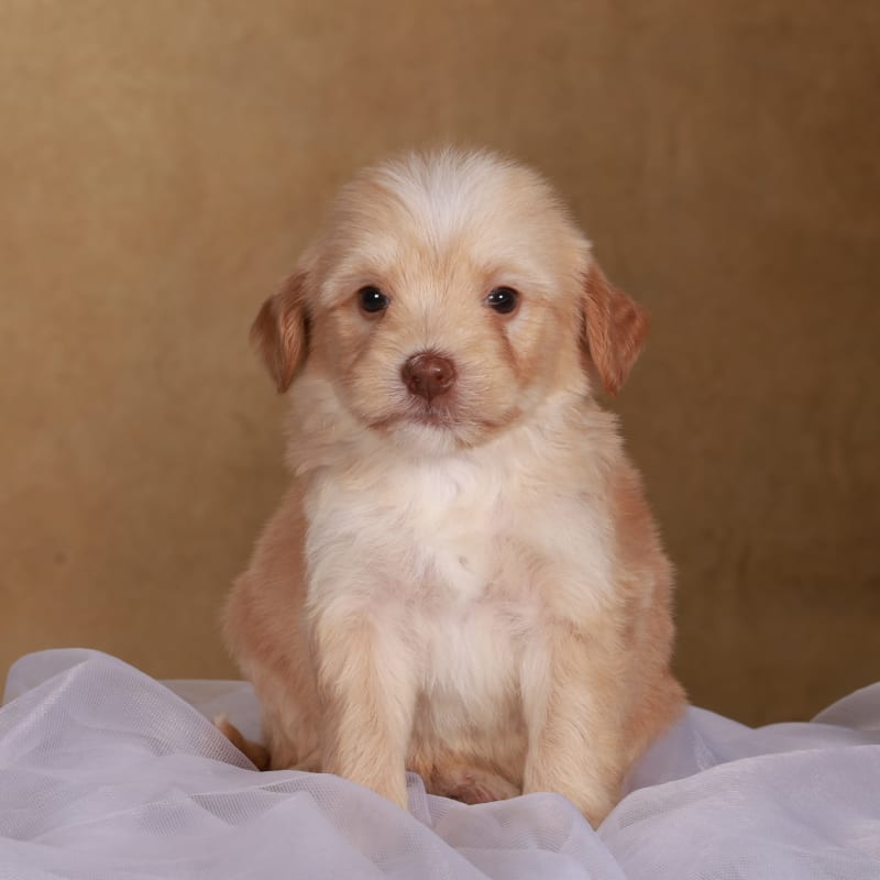 Eddie 1