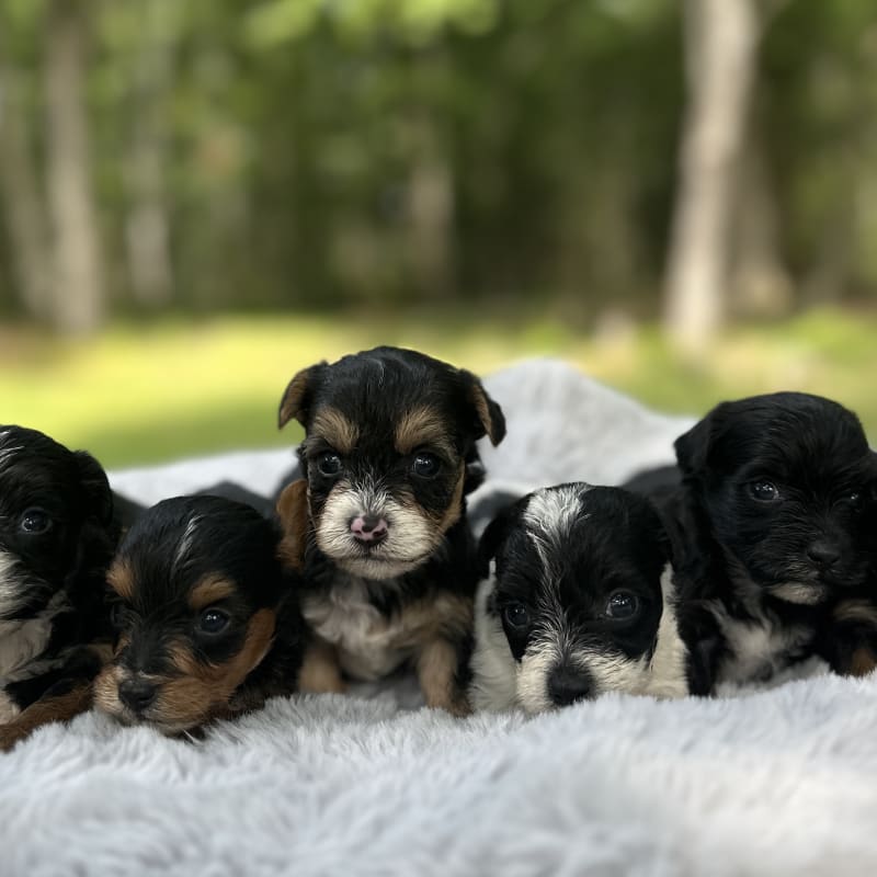 New Yorkiepoo litter! 1