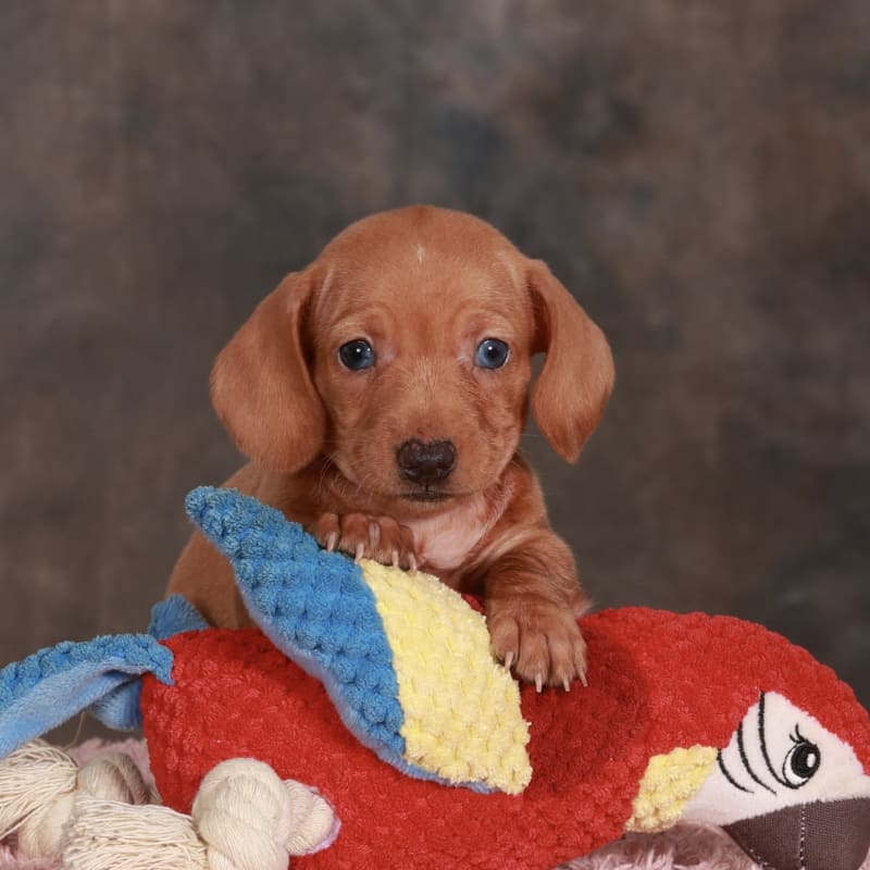 Sadie 4