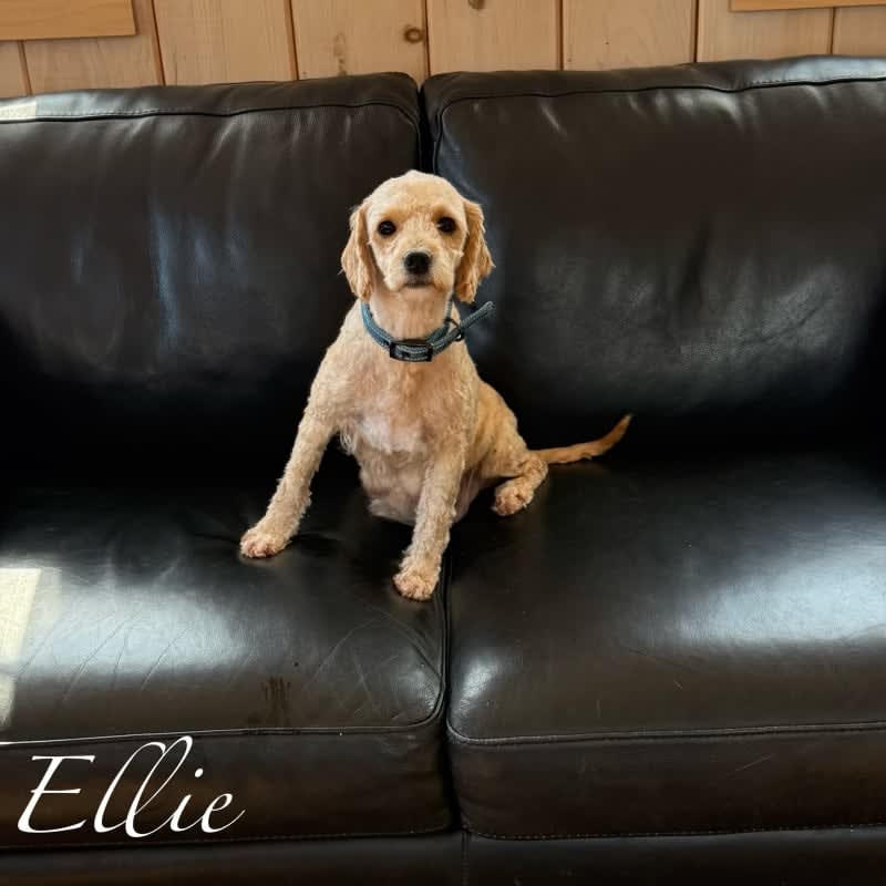 Ellie