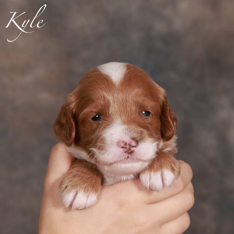 Kyle 1