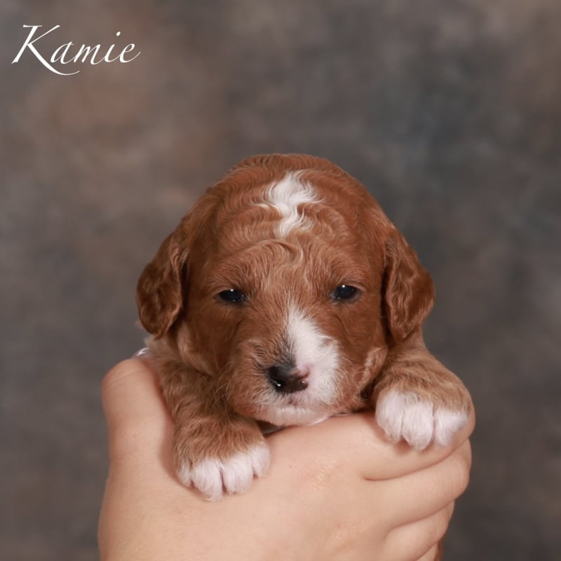 Kamie 1