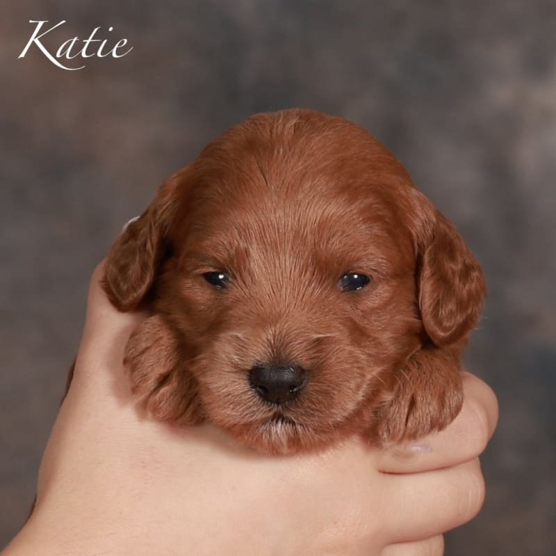 Katie 1