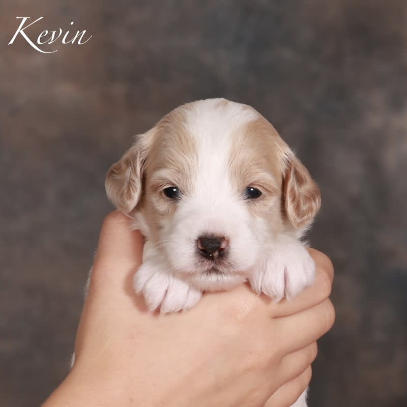 Kevin 1