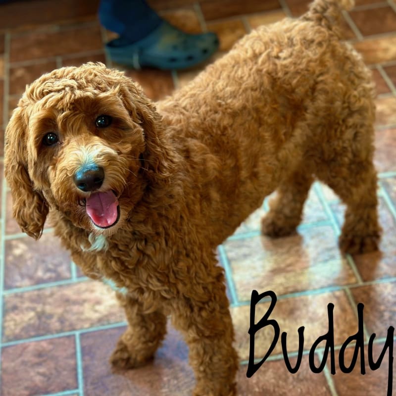 Buddy
