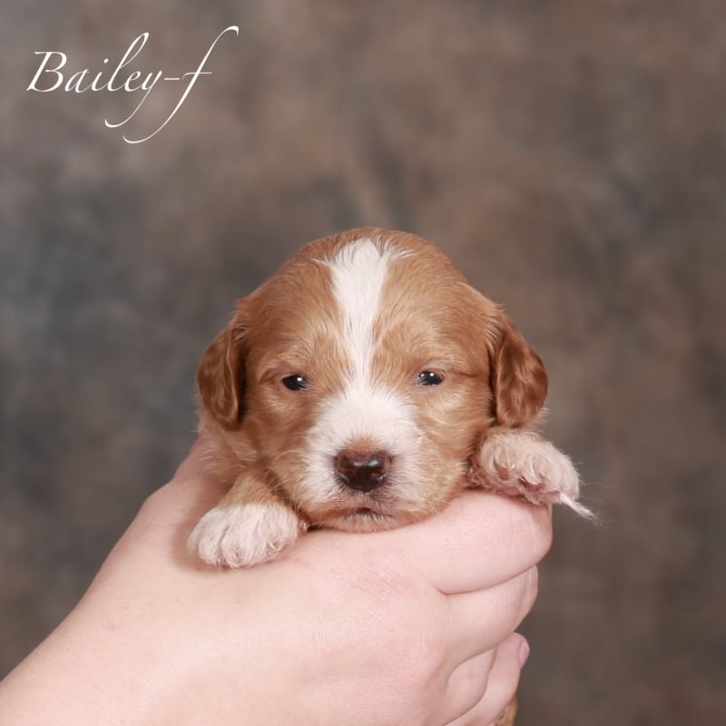 Bailey 1