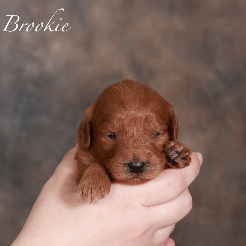 Brookie 1