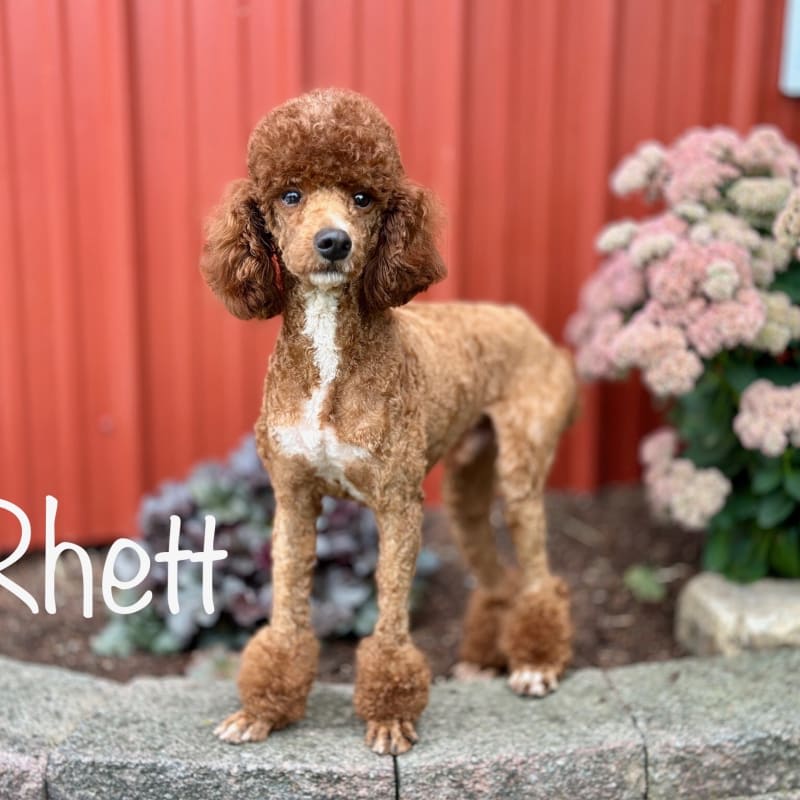 Rhett