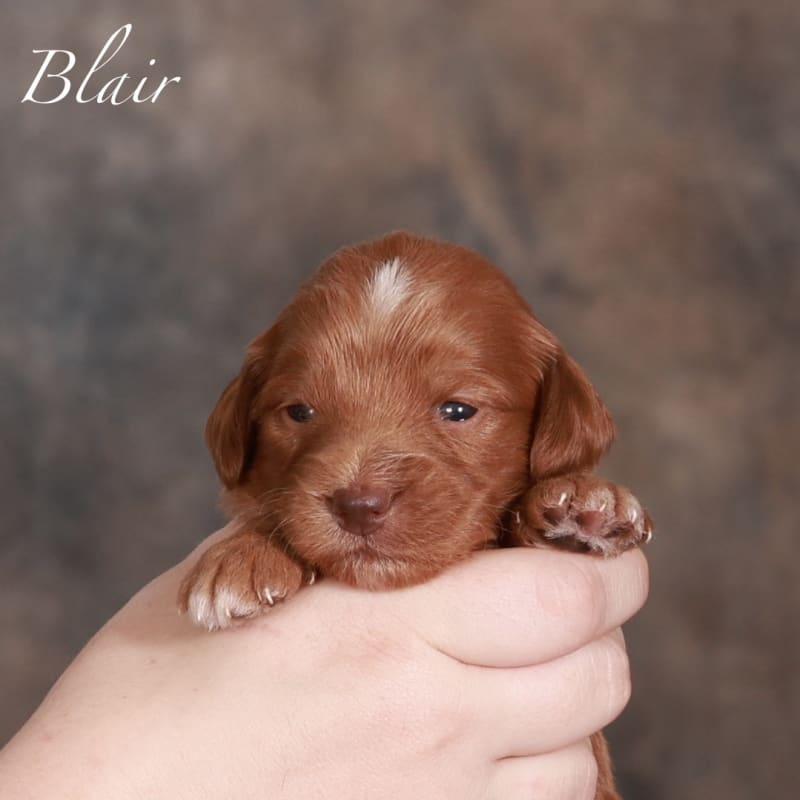 Blair 1