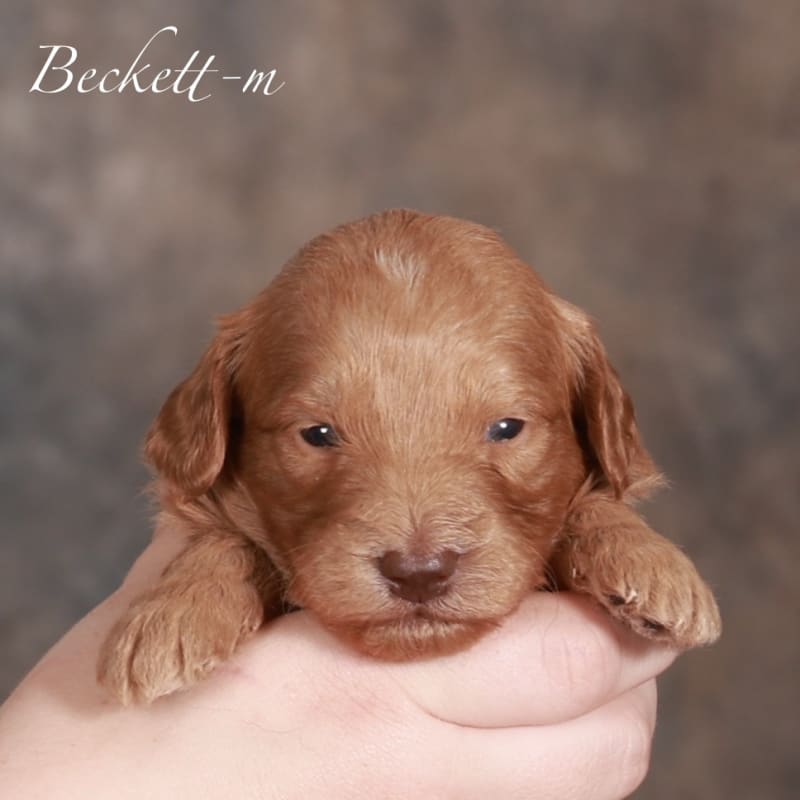 Beckett 1