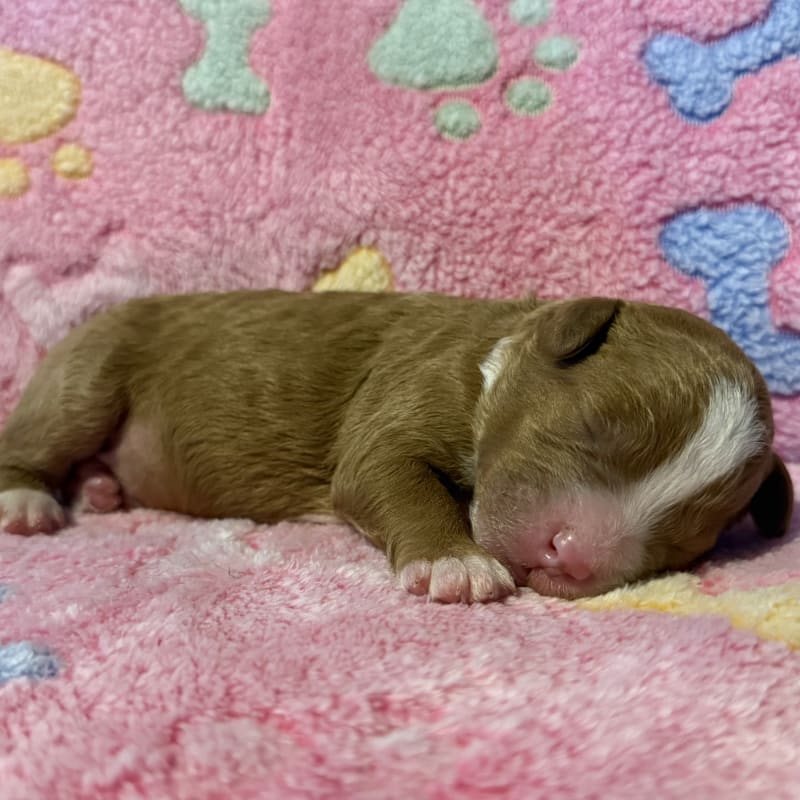 NEW LITTER! F2b Mini Bernedoodles 2