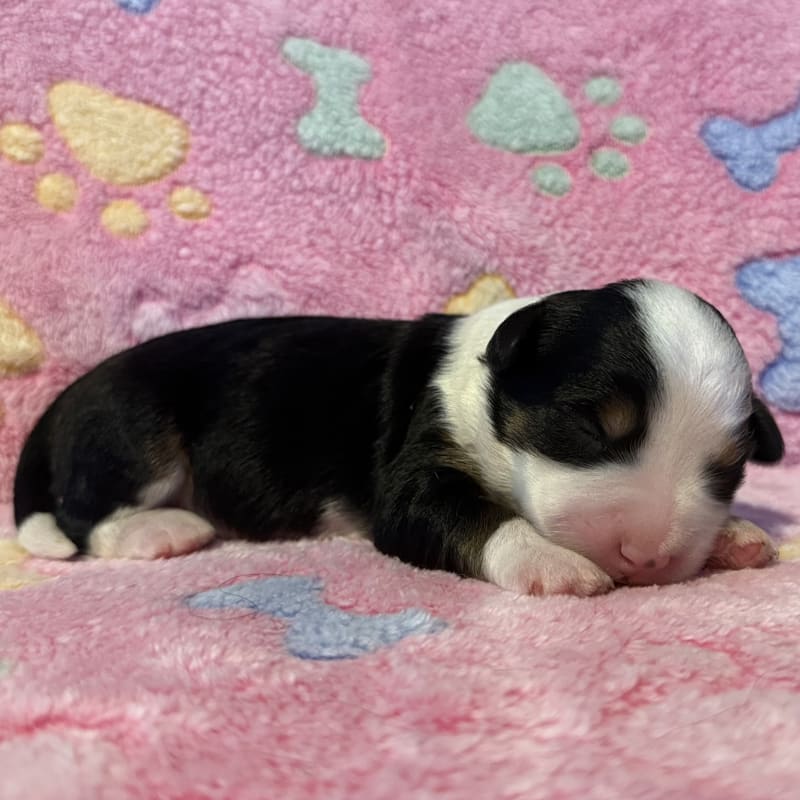 NEW LITTER! F2b Mini Bernedoodles 3