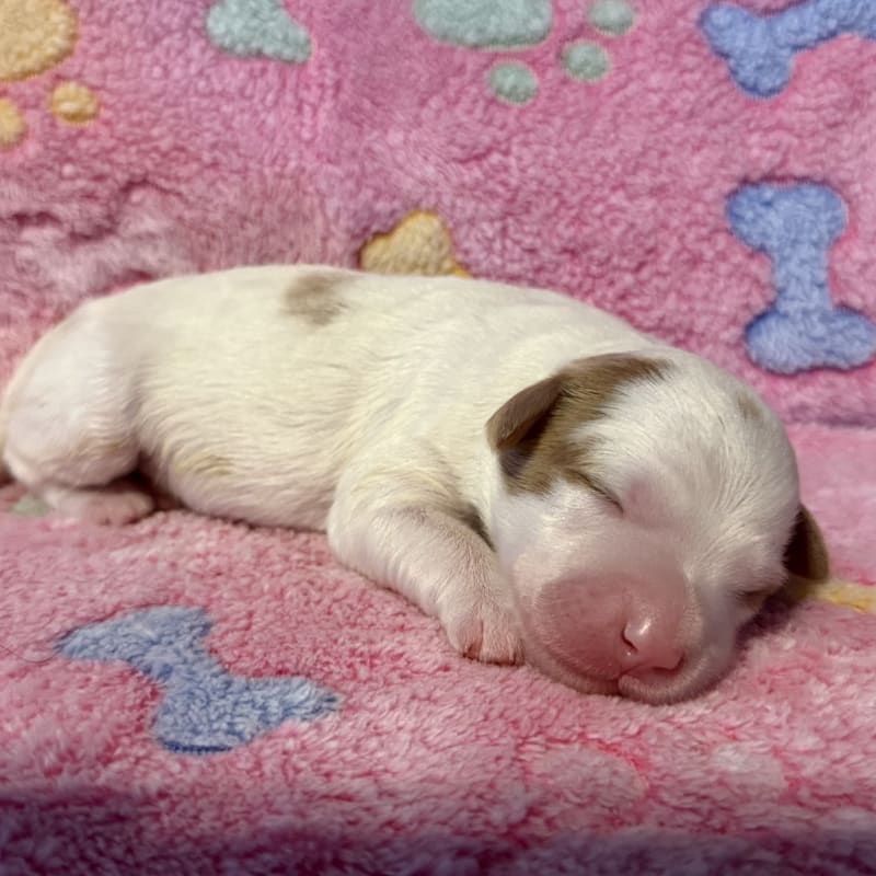 NEW LITTER! F2b Mini Bernedoodles 6