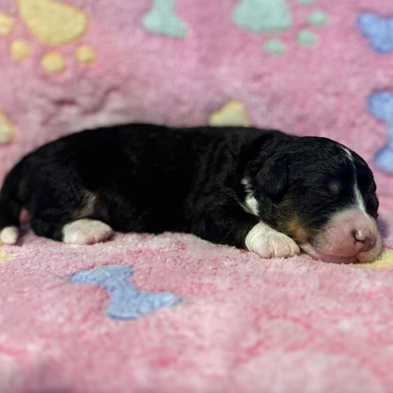 NEW LITTER! F2b Mini Bernedoodles 5