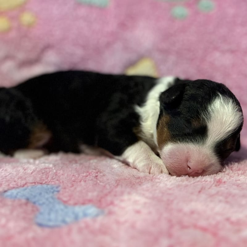 NEW LITTER! F2b Mini Bernedoodles 1
