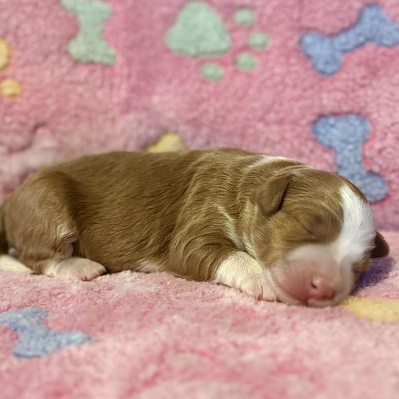 NEW LITTER! F2b Mini Bernedoodles 4