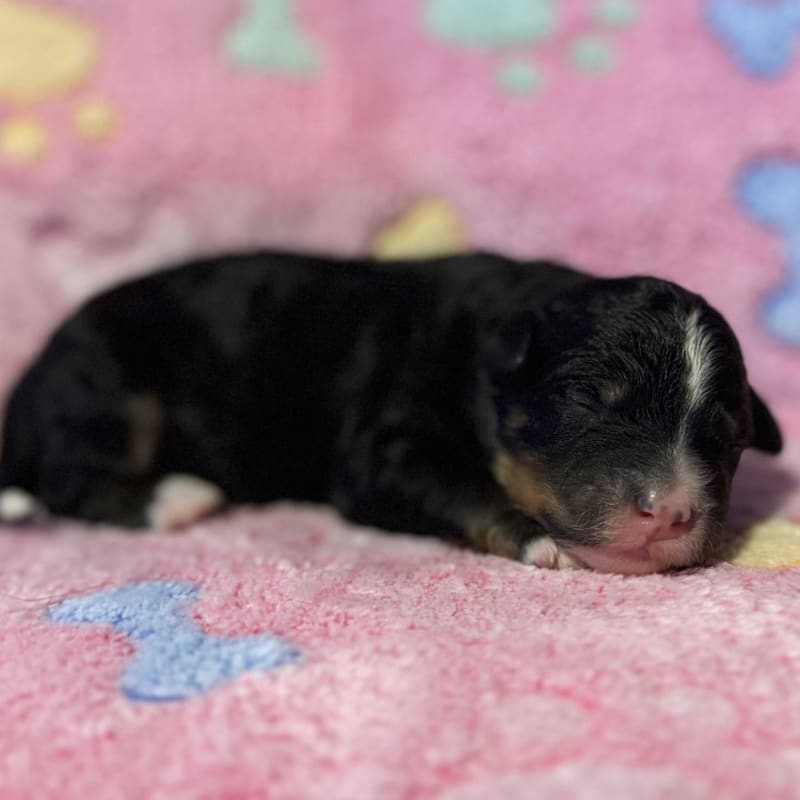NEW LITTER! F2b Mini Bernedoodles 8