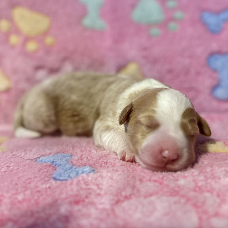 NEW LITTER! F2b Mini Bernedoodles 7